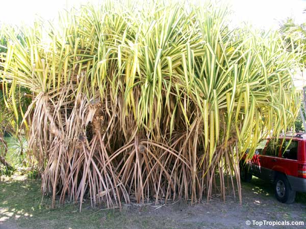 Screw Palm tree photo