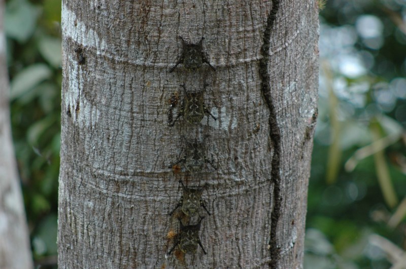 Proboscis Bat