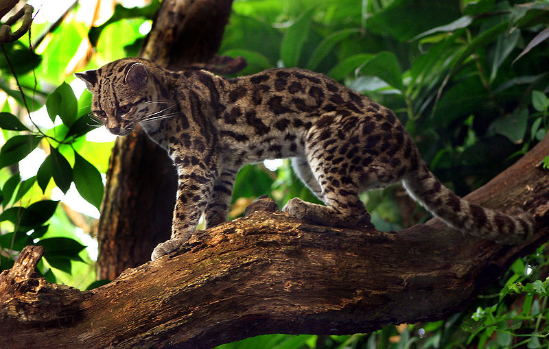 margay cat