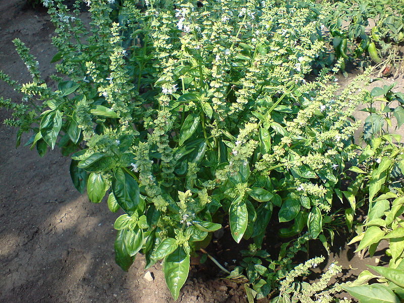 Basil - Albahaca, Alboharcar