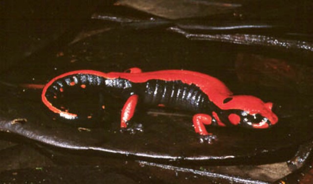 Bolitoglossa_lincolni