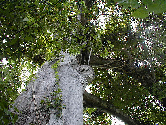 ceiba