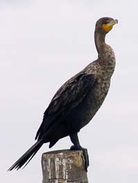 Cormorant