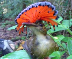 Royal flycatcher