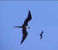 Frigate birds