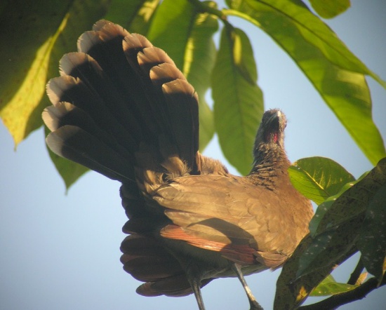 Gray-headed_Chachalaca