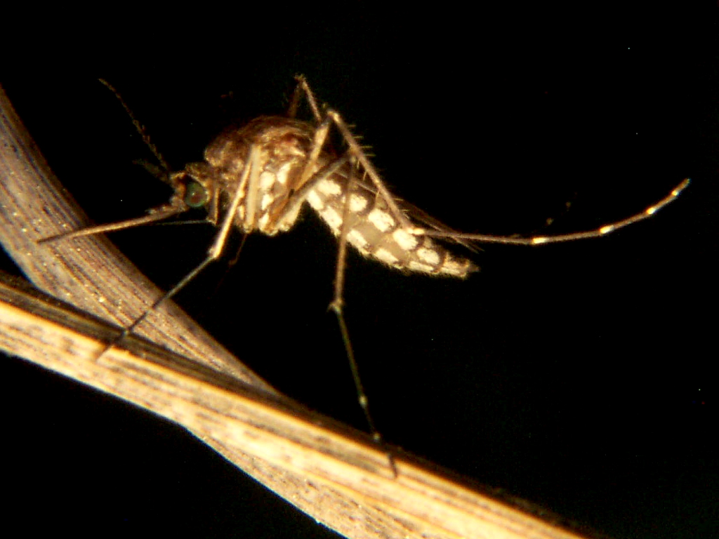 Inland Floodwater mosquito