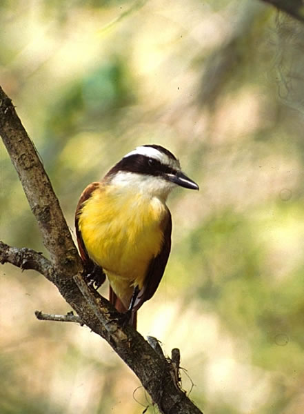 Kiskadee