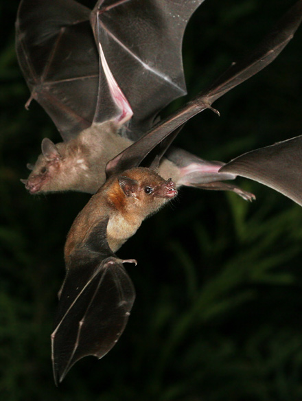 Lesser Long-nosed Bat