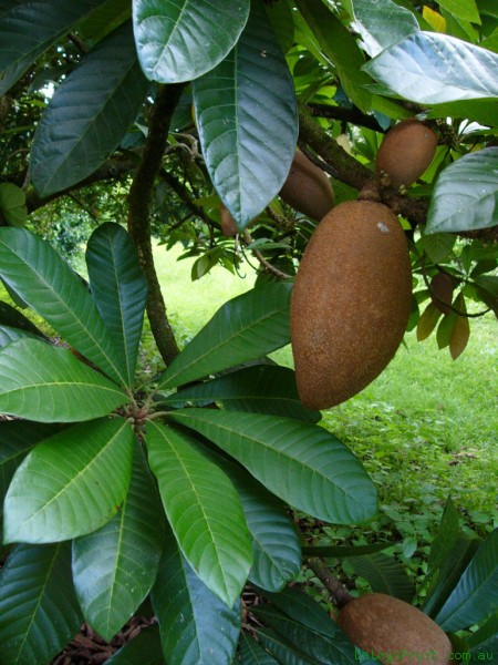 fruit trees