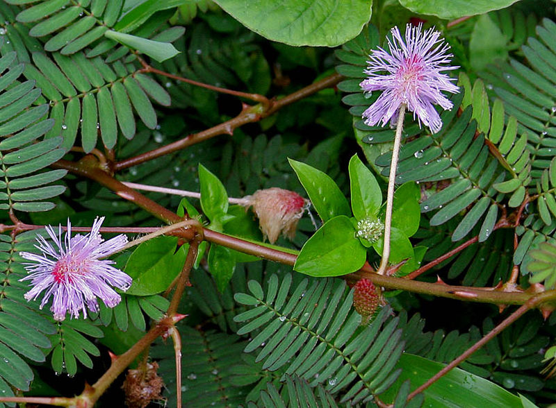 Mimosa_pudica picture