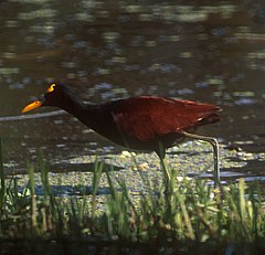 Jacana photo