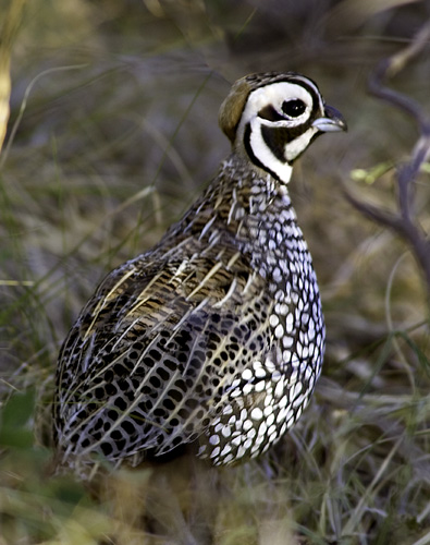 Ocellated-quail