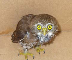 Pygmy owl