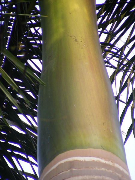 Royal Palm