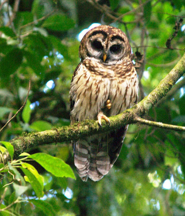 Fulvous Owl