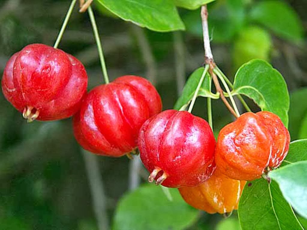 Surinam Cherry