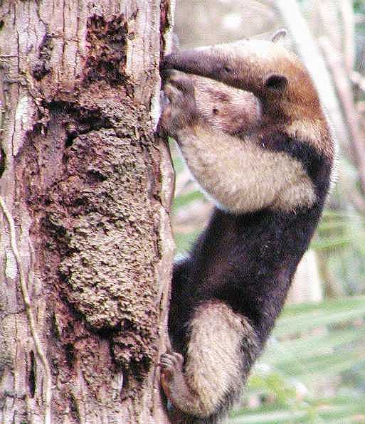 Tamandua tetradactyla