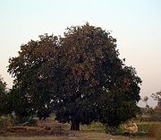 Tamarind_tree photo