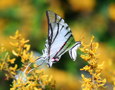 White Swallowtail