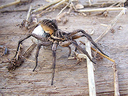 Wolf spider carrying her egg sac