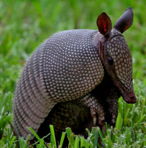 nine banded armadillo