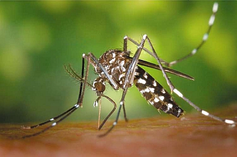 asian tiger mosquito