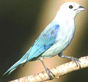 Blue-gray Tanager