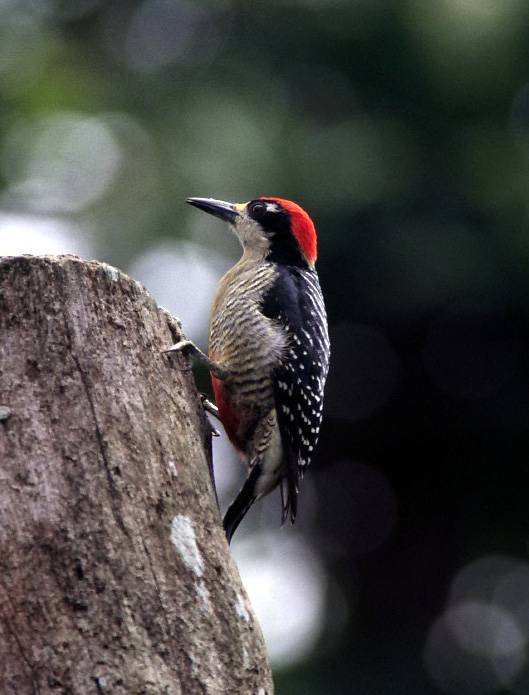 black cheeked woodpecker