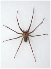 Brown Recluse