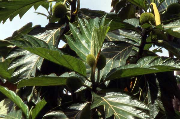 Breadfruit tree photo