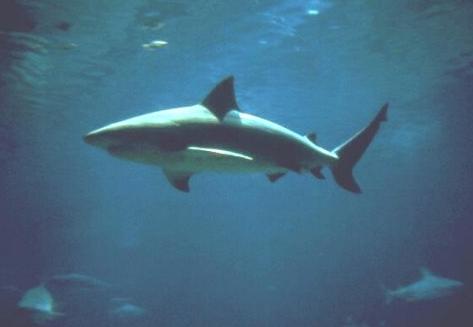 bull shark