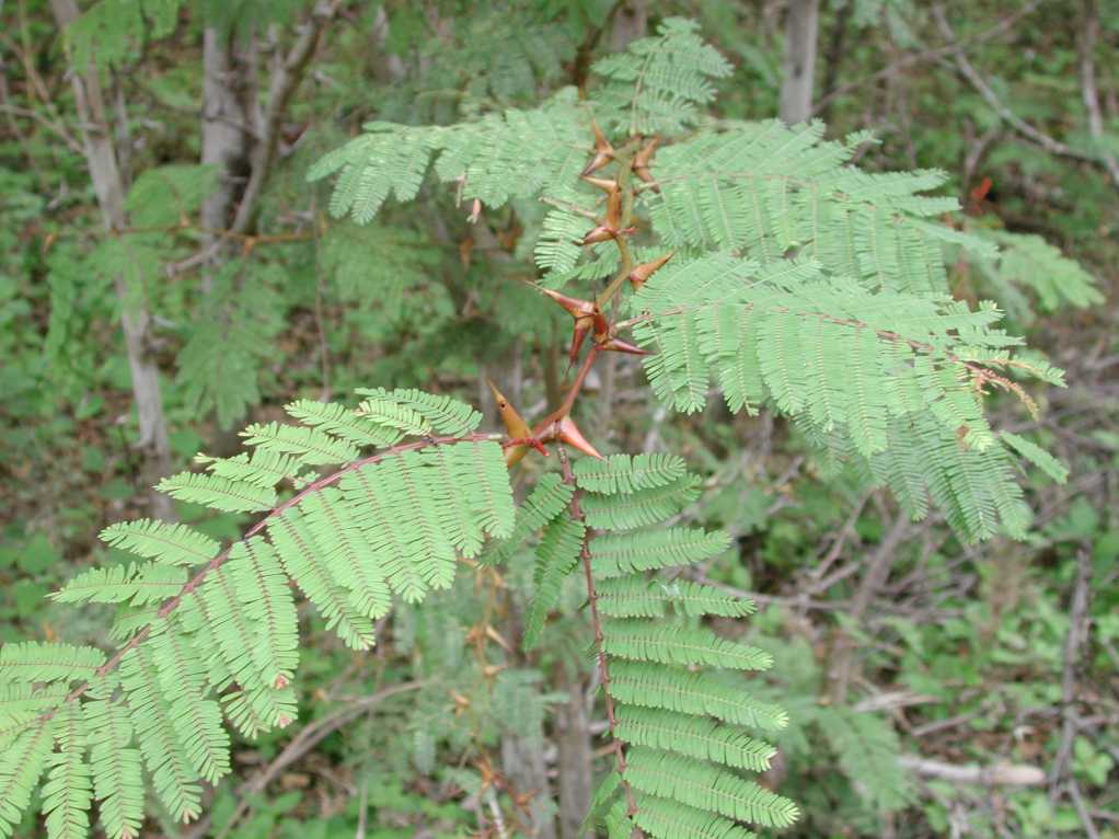 acacia