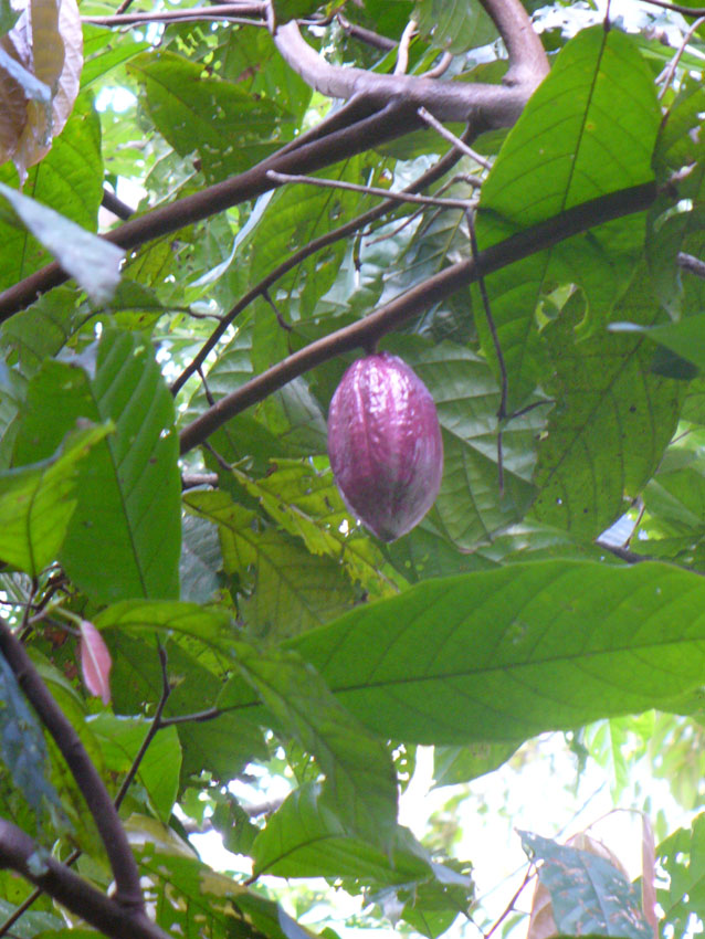 Chocolate - Theobroma cacao, CACAO - Chocolate - Theobroma cacao,