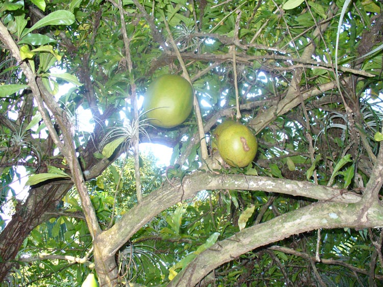 ceiba