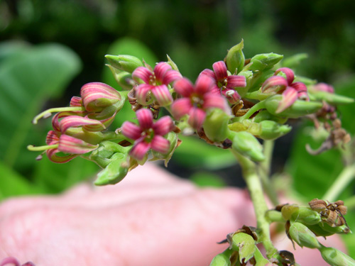 Cashew blooms