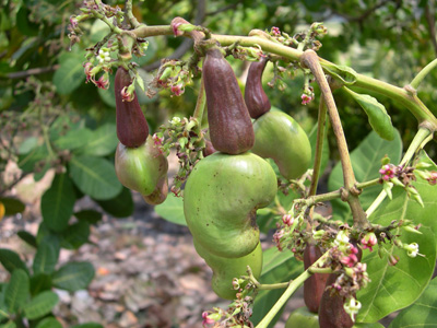 Cashew buds