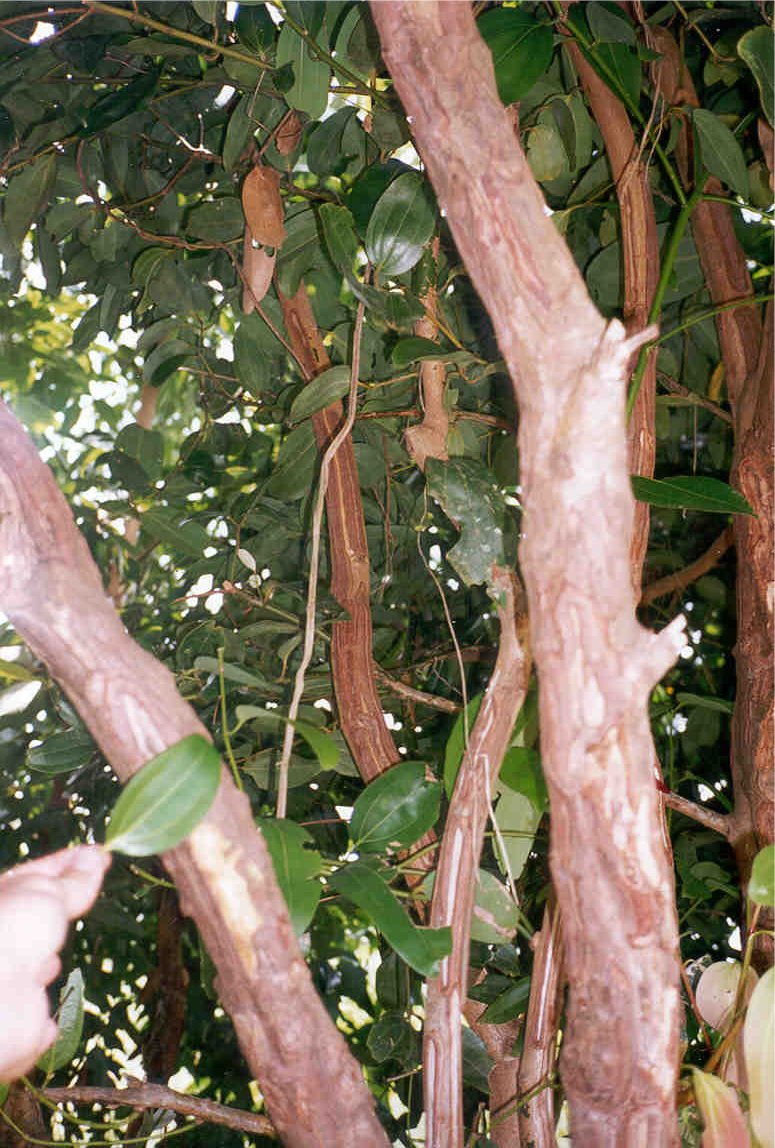 Cinnamon tree photo