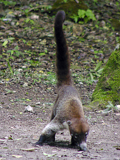 Coati