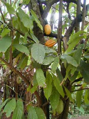 cocao tree photo