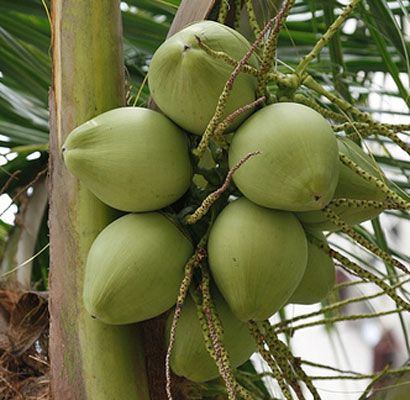 Coconut tree, cocos nucifera