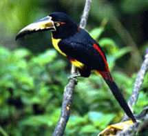 collard aracari