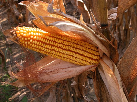 corn,maize,