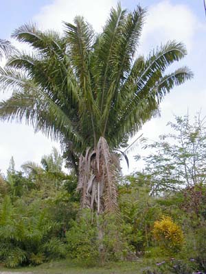 Corozo palm, Attalea cohune