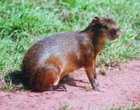 Nutria