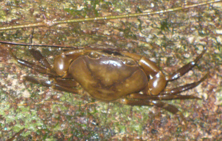 mudcrab