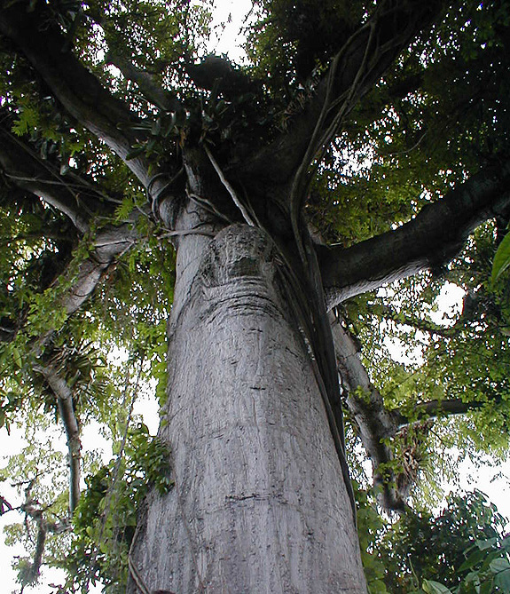 Ceiba tree