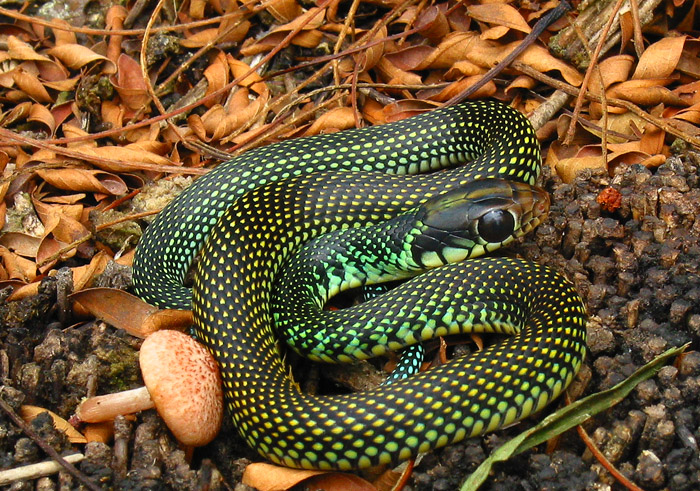 Parot Snake