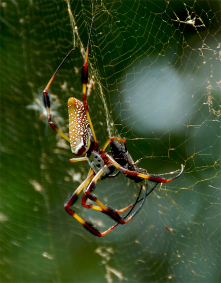 Golden Orb Spider