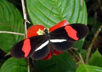 heliconius serato